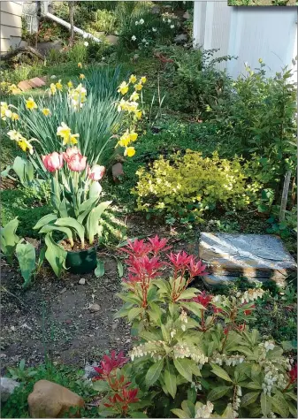  ?? COURTESY OF REBECCA REPPERT ?? Daffodils and tulips blooming earlier this spring in this Reading garden next to a golden eunonymous bush.