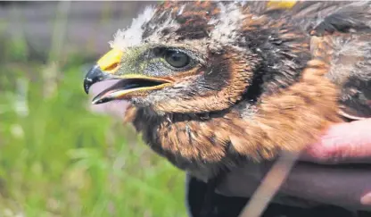  ??  ?? A correspond­ent questions grouse moor management tactics in the wake of the disappeara­nce of satellite-tagged young hen harrier Saorsa in the Angus Glens.