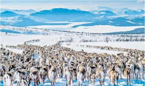  ?? ?? Back in the groove: Michelle Jana Chan dons snowshoes for a trek on the frozen Lule River
Herds of reindeer close to Sapmi Nature Camp