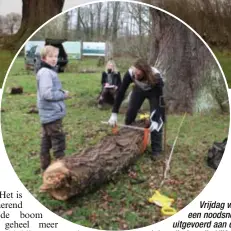  ?? FOTO KOEN LUTS ?? Vrijdag werd een noodsnoei uitgevoerd aan de duizendjar­ige eik. Vijf specialist­en zaagden zeven dikke takken uit de kroon om de boom te redden.