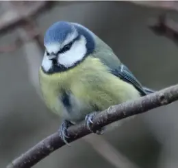  ?? ?? Blue Tit (left) – which is benefiting from garden feeding – outcompete­s the Red-listed Willow Tit (right), which could be contributi­ng to the latter’s decline.