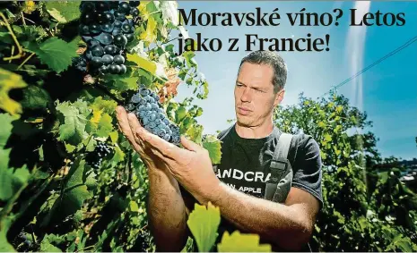  ?? Foto: Petr Topič, MAFRA ?? Více cukru, méně kyseliny Letošní sklizeň hroznů je fenomenáln­í. Hroznů je hodně a jsou mimořádně sladké, hlásí vinaři.