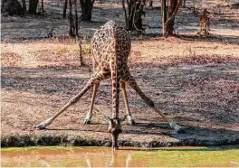  ??  ?? Assuming the yoga position, the “waterhole bend,” this giraffe gets a drink at Bilimungwe, Bushcamp Company, Mfuwe, Zambia.