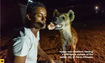  ?? ?? Hyena man tradition: feeding
a wild hyena outside of the walled city of Harar, Ethiopia.