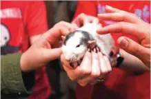  ??  ?? People pet Emory the rat during a popup Rat Cafe.