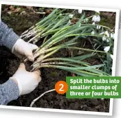  ??  ?? Split the bulbs into smaller clumps of three or four bulbs