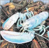  ?? THE CANADIAN PRESS/HO-ROBINSON RUSSELL ?? A blue lobster is shown in this undated handout photo. A Nova Scotia contest has uncovered dozens of bizarre lobsters — blue ones, three-clawed ones, and even one as big as a dog. Fishermen have submitted photos of about 75 lobsters to a “Craziest Lobster” contest on the Facebook page of Murray GM, a car dealership in southweste­rn Nova Scotia. The one with the most likes by the contest’s close on Dec. 31 wins a $250 prize.