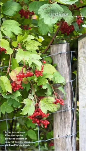  ??  ?? In the late summer, Viburnum opulus produces clusters of juicy red berries, which are loved by blackbirds.