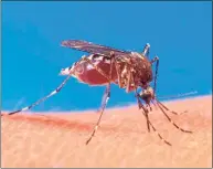  ?? Contribute­d photo ?? Mosquitoes in Voluntown tested positive for the eastern equine encephalit­is virus, a rare but serious illness.