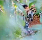  ??  ?? @samuelmchu­rchill
Bengal tiger, Ranthambor­e, Rajasthan, India