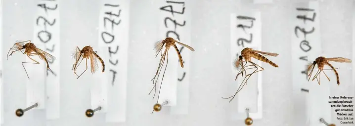  ?? Foto: Erik Jan Ouwerkerk ?? In einer Referenz sammlung bewah ren die Forscher gut erhaltene Mücken auf.