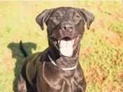  ?? ARIZONA HUMANE SOCIETY ?? Energetic, smart and, of course, playful, Moe is about everything you would expect in a beautiful Labrador retriever mix and then some.