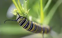  ?? PHOTO: ALDEN WILLIAMS/STUFF ?? It’s been a great summer for monarch butterflie­s, but their young (the caterpilla­rs) are dying due to a shortage of food.