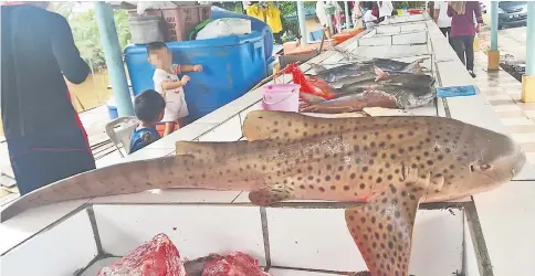  ??  ?? The juvenile Zebra shark was sold at RM20 per kilogramme. — Photo by Iqbal Abdollah