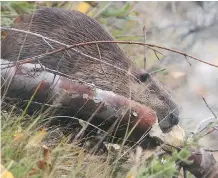  ?? TED RHODES ?? A beaver gnaws his way through a limb overhangin­g the Bow River Tuesday.