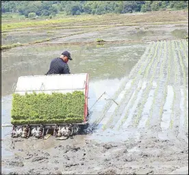  ?? VICTOR MARTIN ?? A farmer plants rice seedlings in Barangay Pogonsino, Bagabag, Nueva Vizcaya yesterday.