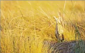  ?? U.S. Fish and Wildlife Service / Contribute­d photo ?? An American Bittern hides in the grass on land purchased for a wildlife refuge on the Bolivar Peninsula in Texas.