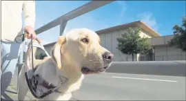  ?? SUNDANCE SELECTS ?? Phil, a Labrador retriever puppy, trains at Guide Dogs for the Blind in “Pick of the Litter.”