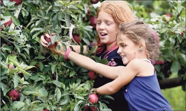  ?? Hearst Connecticu­t Media file photo ?? Monroe resident Summer Christiano, 8, and her 10-year-old sister, Kaela, clown around during their annual apple picking pilgrimage at Lyman Orchards in 2017.