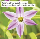  ??  ?? Ipheion offers sweet-scented flowers in blues, pinks, white and lilac