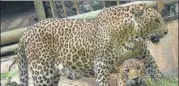  ?? ANI FILE ?? Leopards are known to exist very close to human habitation­s n