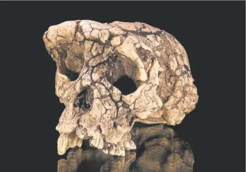  ?? // ABC ?? El cráneo de Toumaï, pertenecie­nte a la especie S. tchadensis