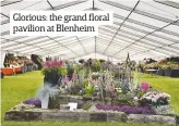  ??  ?? Glorious: the grand floral pavilion at Blenheim some of the specialist display plants from 3pm onwards, so if you want to walk away with something gorgeous, then the final day may be the best one for you.