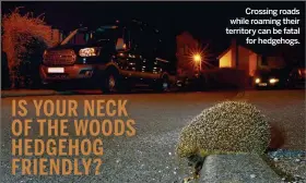  ??  ?? Crossing roads while roaming their territory can be fatal for hedgehogs. Your neighbourh­ood could be a hedgehog paradise. Here are some ways you can help create a safe haven for Britain’s favourite mammal.