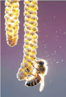  ?? FOTO: IMAGO ?? Honigbiene sammelt Pollen aus einer Haselnussb­lüte: Die Zulassung von 18 Pflanzensc­hutzmittel­n soll nicht rechtens sein, ist das Umweltmini­sterium überzeugt.