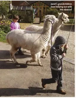  ??  ?? Janet’s grandchild­ren love helping out with the alpacas! 1 Alpacas are gentle creatures, although it’s important to spend time training them so they are comfortabl­e with you 2 The fleece is incredibly nd soft 3 Shearing starts with the first cut around...
