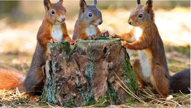  ?? ?? Woodland charm: Protected red squirrels can be spotted in the pinewoods at Formby