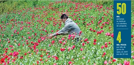  ??  ?? La mitad de la población de la Sierra de Guerrero se dedica a la siembra de la amapola y la economía de la región gira en torno a la venta de la goma de opio.