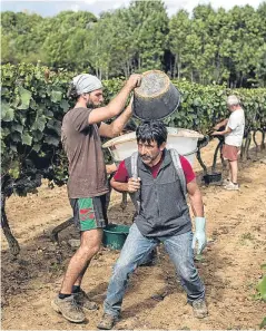  ?? Picture: AP. ?? Workers collect red grapes in a Burgundy vineyard during the harvest in Volnay, central France.