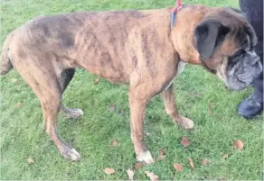  ??  ?? suffering Boxer Sasha had to be put down following her mistreatme­nt