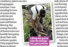  ??  ?? Lifting the garlic now the foliage has gone yellow