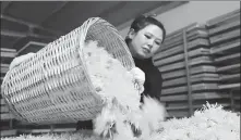  ?? PROVIDED TO CHINA DAILY ?? Liu Youjuan processes fresh golden chrysanthe­mums in her factory in Macheng, Hubei province.