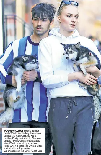  ??  ?? POOR WALDO: Sophie Turner holds Waldo and hubby Joe Jonas carries the Alaskan Klee Kai’s brother Porky last March. The starcouple newlyweds are devastated after Waldo was hit by a car and killed when it got loose while out for a stroll with a dog-walker Wednesday on the Lower East Side.