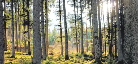  ?? FOTO: LARISSA SCHÜTZ ?? Wenn das Licht richtig fiel, boten sich den Räten tolle Waldblicke, wie hier in der Trossinger Eglishalde.