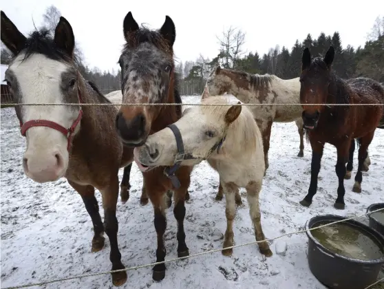  ?? Bild: PRIVAT ?? TILLSTÅND. Hästägarna har tillstånd att hålla tio hästar över 24 månaders ålder ute på vinterhalv­året.