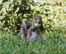  ??  ?? Patti Carver submitted this photo. According to Mother Nature Network, squirrels get lots of attention from humans, but not always much appreciati­on. “We tend to dwell on the stolen birdseed or the occupied attics, yet squirrels have a long, mostly...