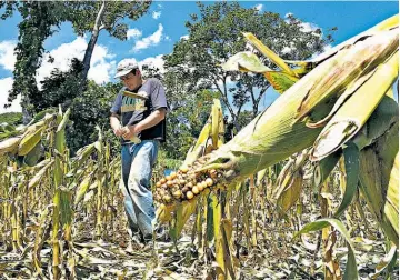  ??  ?? Pérdidas. La sequía provocó daños en los cultivos de maíz de los pequeños agricultor­es del cantón El Coco, en el municipio de Chalchuapa, Santa Ana. Temen que haya escasez del grano el próximo año.