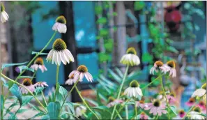  ?? AP PHOTO ?? Purple Coneflower­s in a front yard garden in Dallas, Texas.