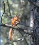  ?? Photograph Chris Aldridge. ?? Keep Oban Beautiful wants to protect Oban’s green corridor for species like the red squirrel