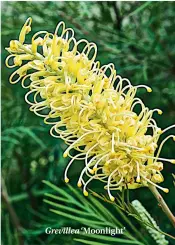  ??  ?? Grevillea ‘Moonlight’