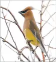  ?? COURTESY PHOTO/PATTIE FREEMAN. ?? A cedar waxwing sits on a branch in the Santa Fe area.