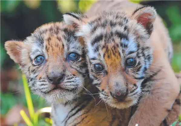  ?? Picture: AFP ?? These adorable Bengal tiger cubs were born in captivity at what used to be the private zoo of Colombian drug lord Pablo Escobar.