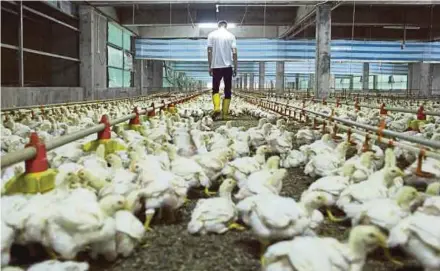  ??  ?? Leong Hup Internatio­nal Bhd’s poultry farm in Rantau, Negri Sembilan. In the first quarter ended March 31, its net profit rose 15 per cent to RM60.58 million on the back of higher sales volume and an increase in the selling price of eggs in Malaysia and broiler chicks in Indonesia.