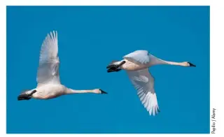  ??  ?? WILD BUGLERS Trumpeter Swans are the North American equivalent of the Whooper Swan