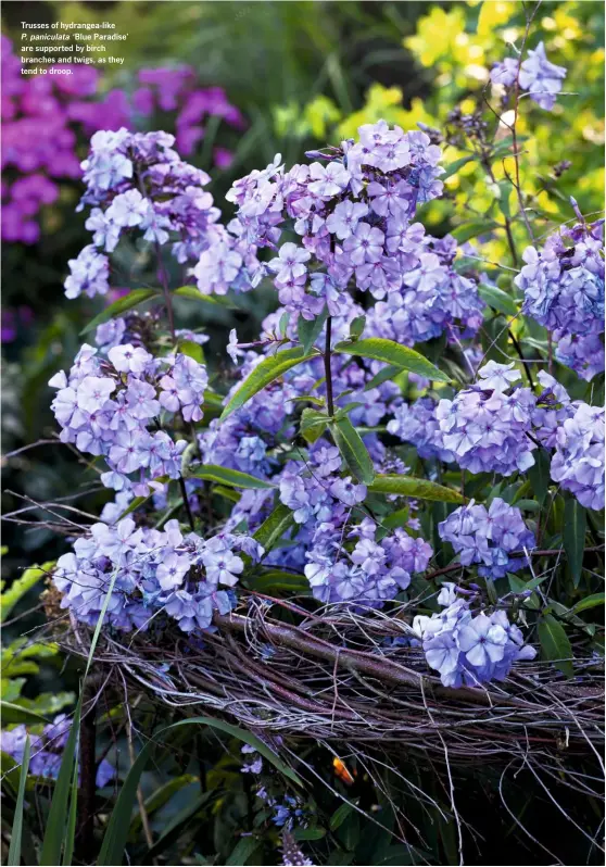  ??  ?? Trusses of hydrangea-like
P. paniculata ‘Blue Paradise’ are supported by birch branches and twigs, as they tend to droop.