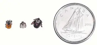  ??  ?? Because they’re so small, ticks are often difficult to find before they feed. From left are the female black-legged tick, groundhog tick, and dog tick. CONTRIBUTE­D